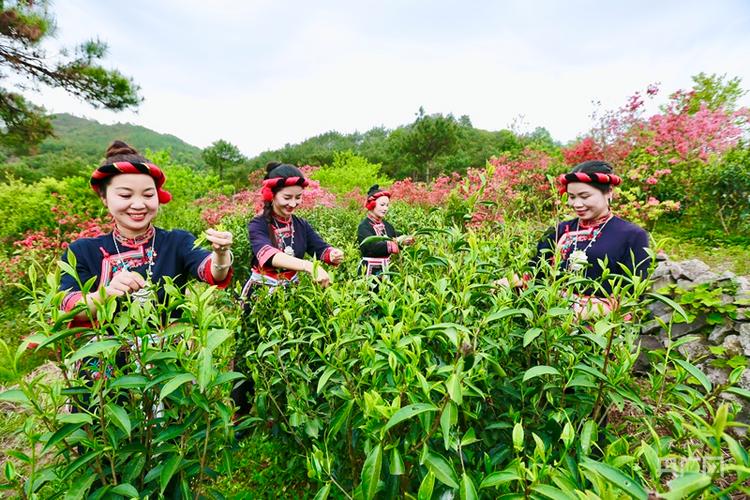 【发现春之美】春山上的宁德天山绿茶制茶技艺