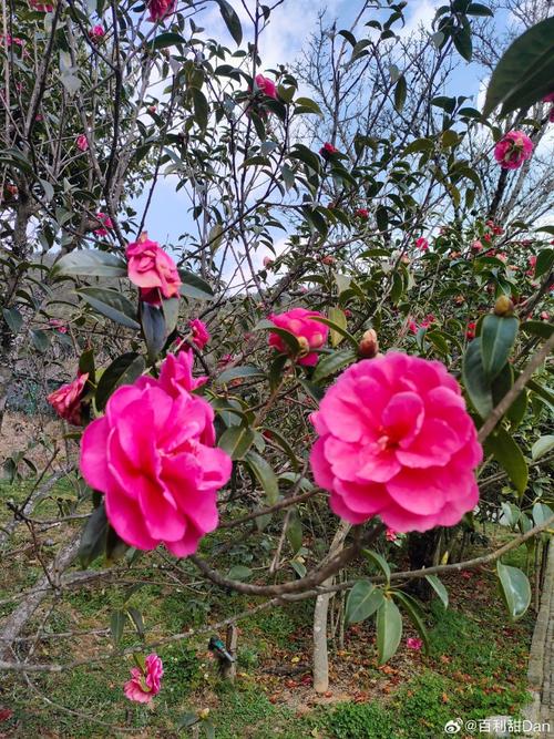 探秘云南楚雄茶花园，里边小桥流水，风景好 云南 楚雄 茶花园