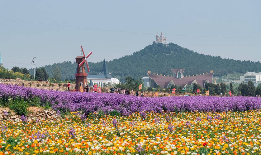 济南的浪漫藏不住啦！就在赛石玫瑰园，千亩花海震撼登场