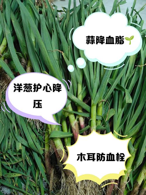 增强免疫力、健脑护血管！这个鲜掉眉毛的时令菜，几块钱能做一大盘