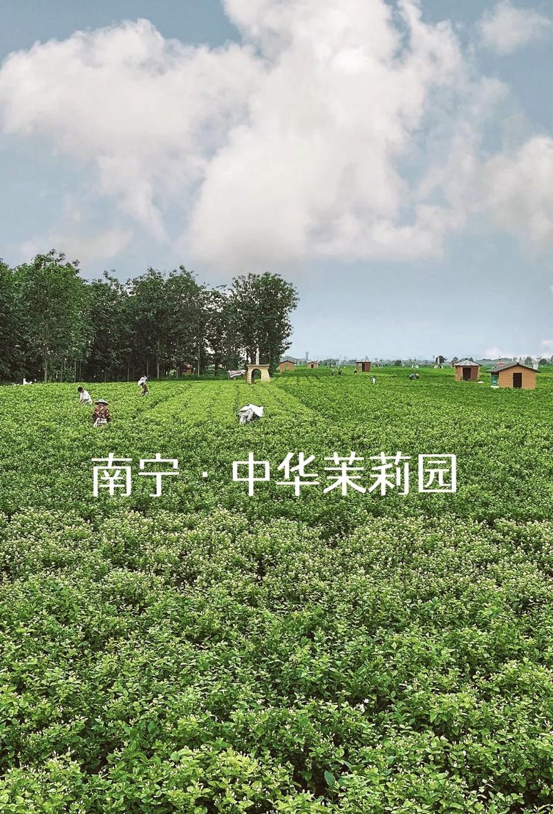 茉莉花开·香约横州！2025横州茉莉开采季即将开启