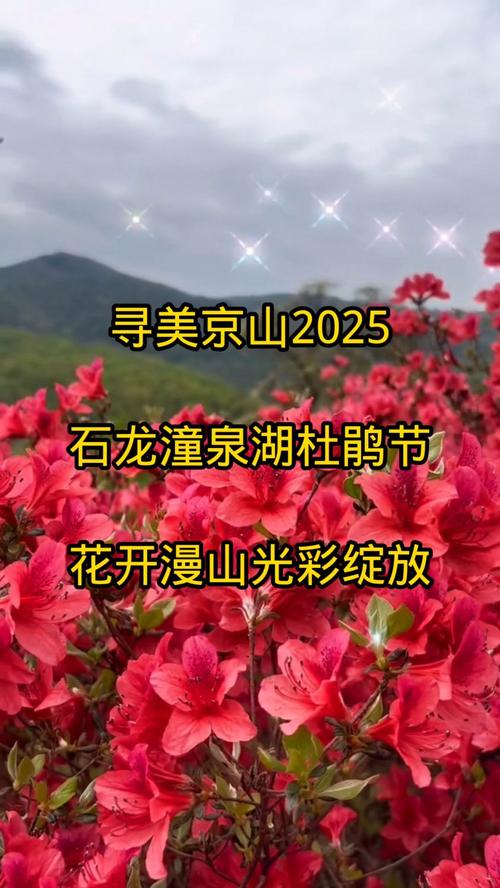 走进红色旺苍·探赏千年杜鹃！2025文化旅游消费季活动预告火热来袭！